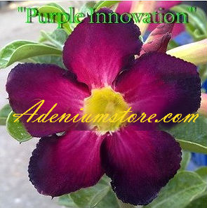 Adenium Obesum \'Purple Innovation\' 5 Seeds
